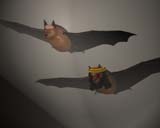 La Chauve-souris et l'Hirsute-souris. Auteur: Nikolas Aubourg. Cliquer pour voir l'image en taille réélle