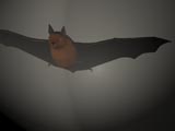 Chauve-souris en vol. Auteur: Nikolas Aubourg. Cliquer pour voir l'image en taille réélle